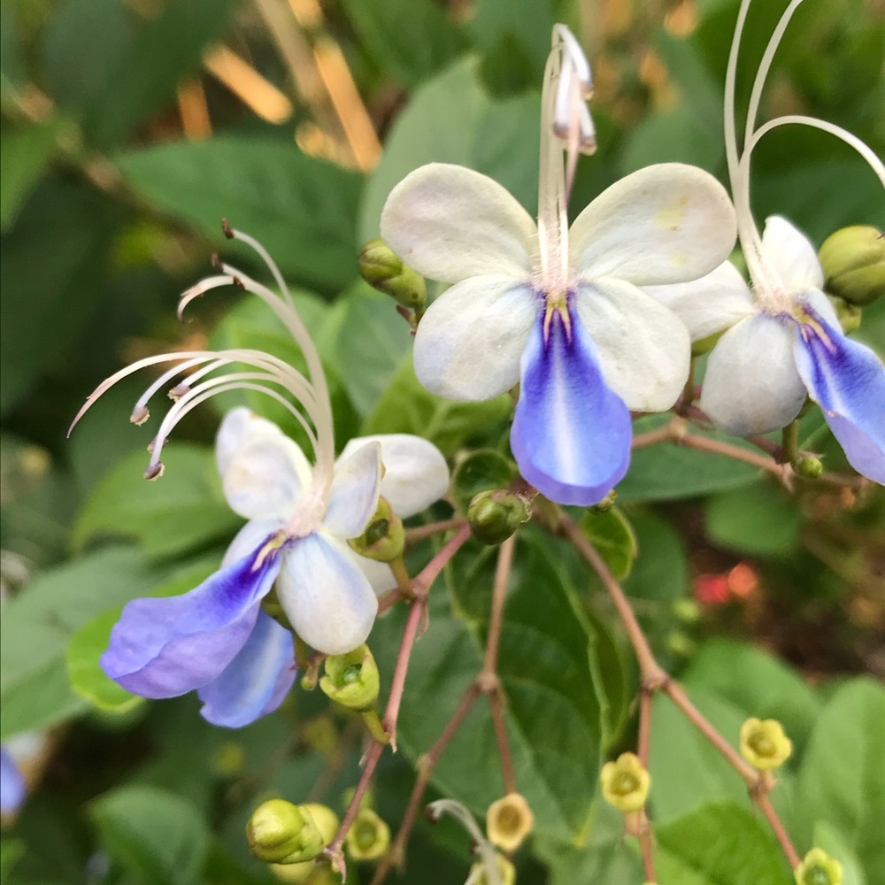 Blue Fountain Butterfly Blooming Bush